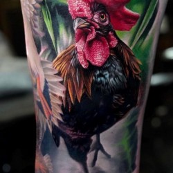 cock