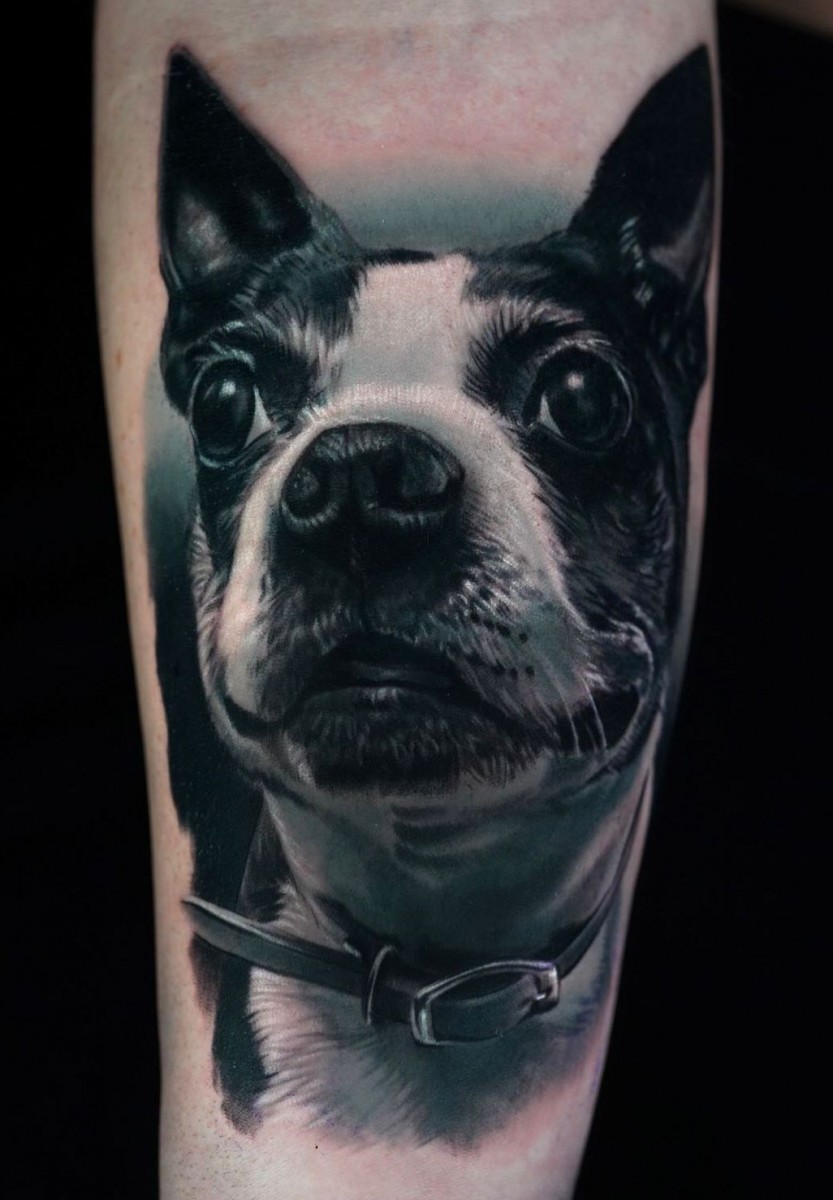 dog face