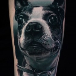 dog face