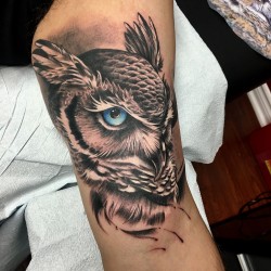 owl tattoo owl sketch toronto tattoo owl art great