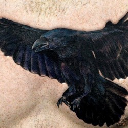 raven tattoo black crow tattoos