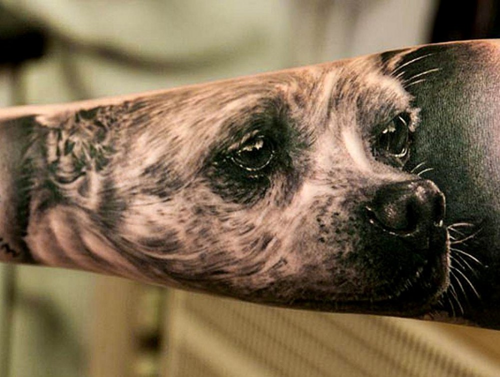 dog face