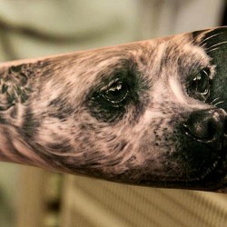 dog face