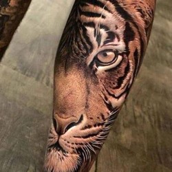 amazing lion tattooed on the calf