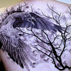 crow raven tree